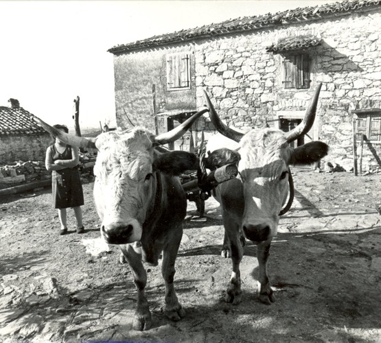 Ostavština Alojza Orela - Boškarin