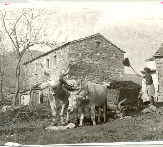 Ostavština Alojza Orela - Boškarin