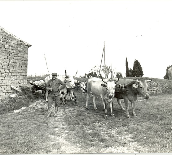 Ostavština Alojza Orela - Boškarin