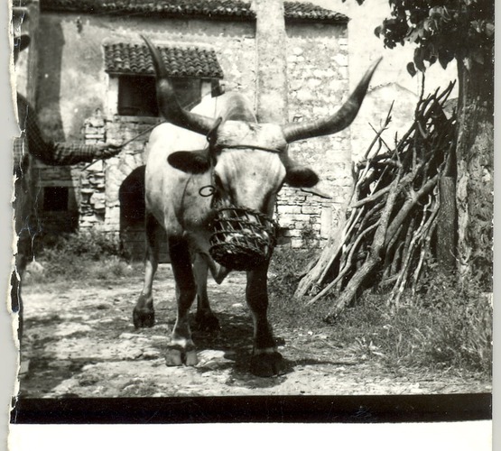 Ostavština Alojza Orela - Boškarin