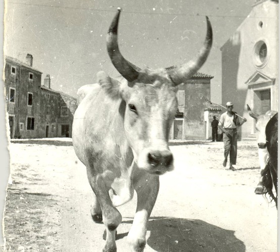 Ostavština Alojza Orela - Boškarin